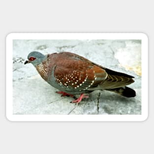 Rock Pigeon, Table Mountain, South Africa Sticker